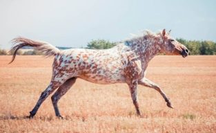 100 Spotted Horse Names - The Paws