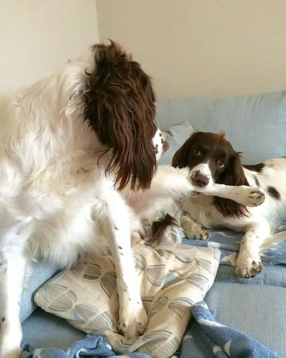 14 Reasons Springer Spaniels Are The Worst Indoor Dog Breed Of All Time ...