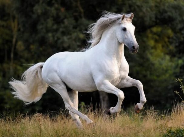 100 Good Names for White Horses - The Paws