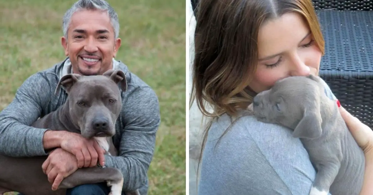 33 Celebrities Who Own Pit Bulls - The Paws