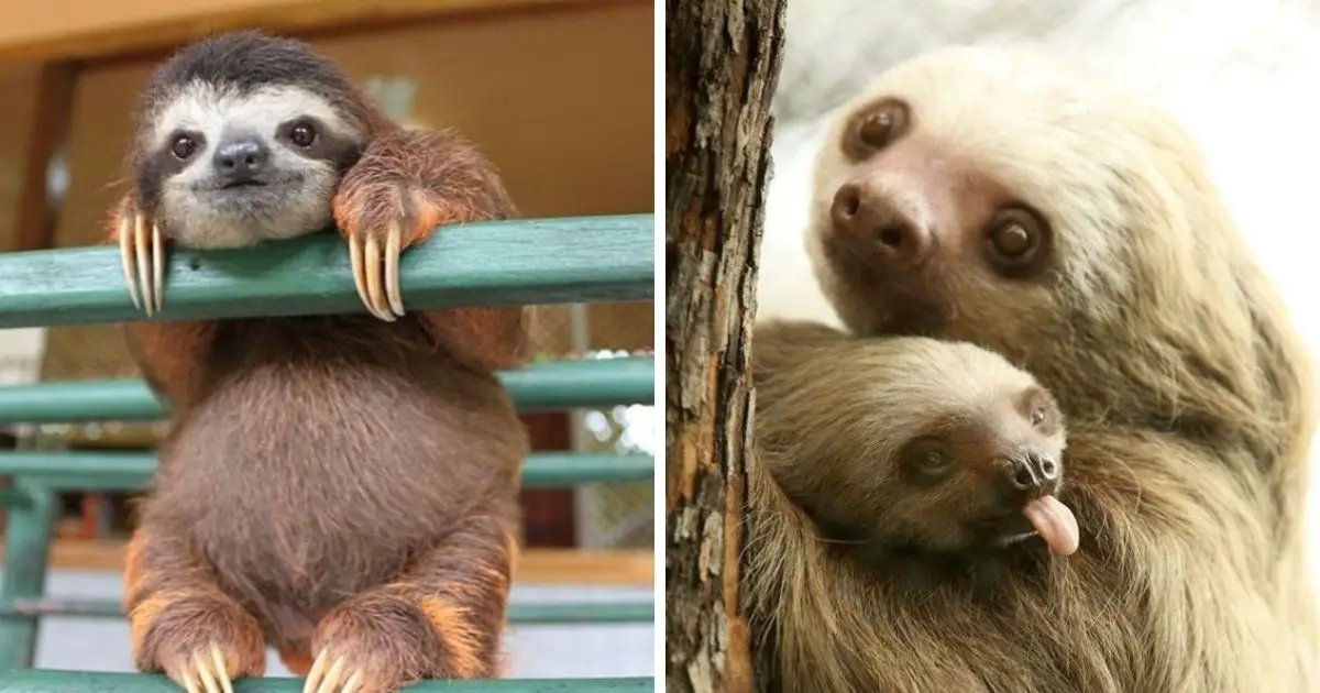 12 Reasons Why You Should Never Own Sloths - The Paws