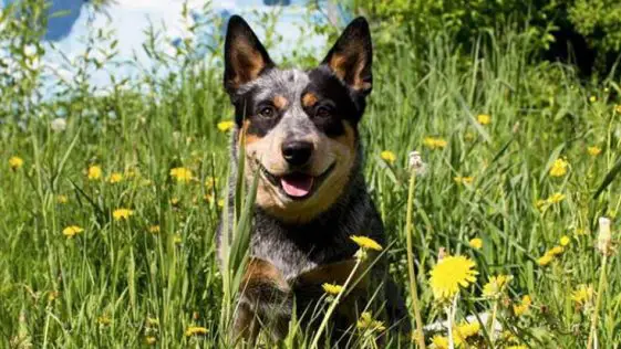 10+ Best Australian Cattle Dog Names | The Paws