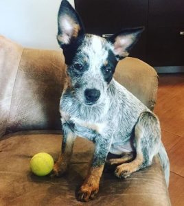 250 Australian Cattle Dog Names - The Paws