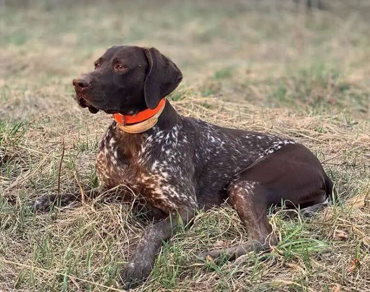 what are some good hunting dog names
