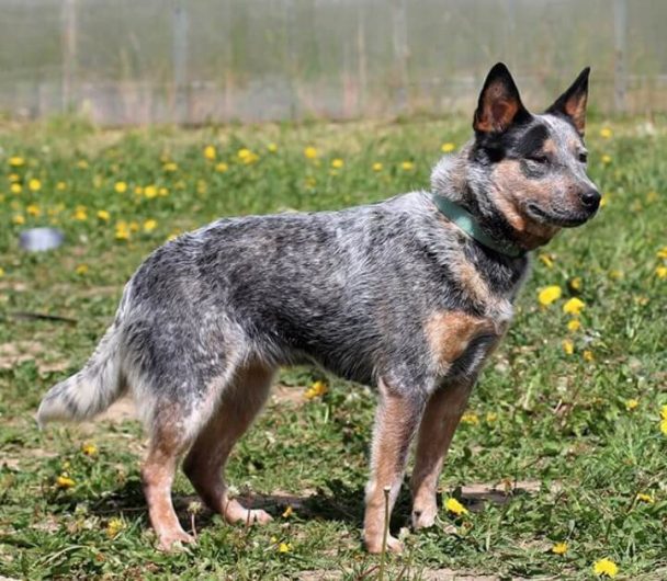 260 Blue Heeler Dog Names - The Paws