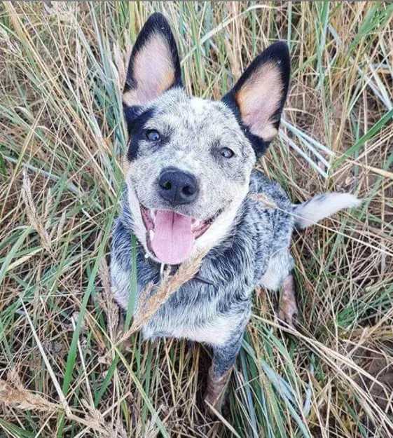 260 Blue Heeler Dog Names - The Paws