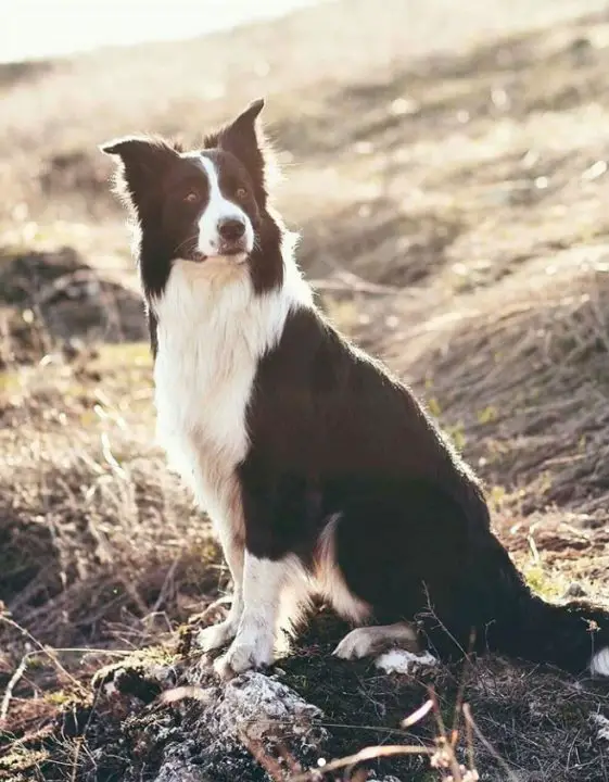 70-male-and-female-farm-dog-names-the-paws