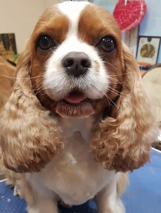 14 Reasons Cavalier King Charles Spaniels Are The Worst Indoor Dog ...