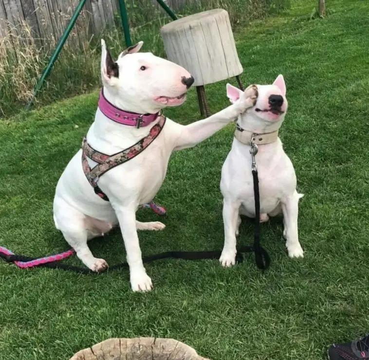 english bull terrier cuddly toy