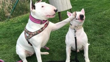 english bull terrier slippers