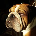 30 Things English Bulldogs Should Never Eat - The Paws