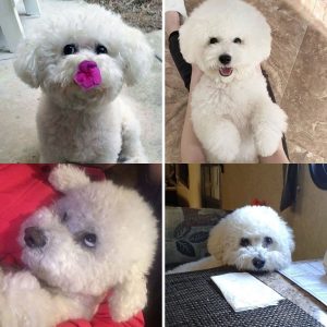 14 Reasons Bichon Frises Are The Worst Indoor Dog Breed Of All Time