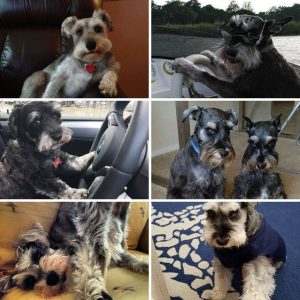 Reasons Schnauzers Are The Worst Indoor Dog Breed Of All Time