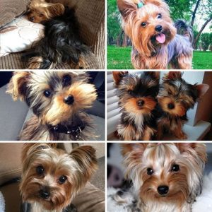 collage of yorkies