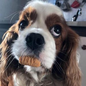 14 Reasons Cavalier King Charles Spaniels Are The Worst Indoor Dog Breed Of All Time