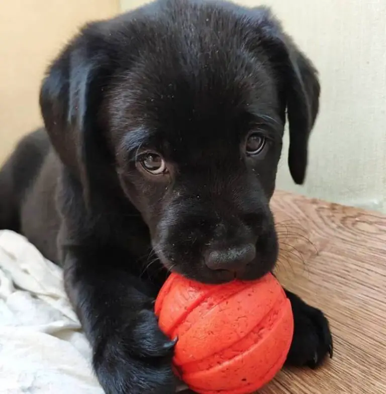 50 Female Black Lab Dog Names - The Paws