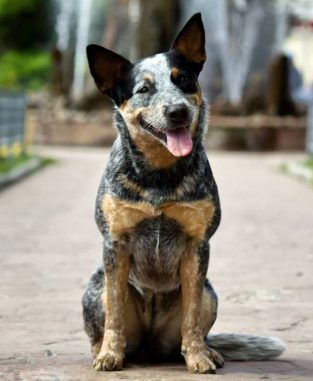 120 Female Blue Heeler Names - The Paws