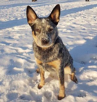 120 Female Blue Heeler Names - The Paws