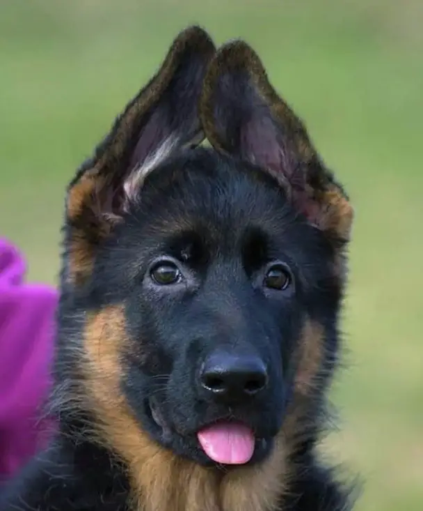 200-german-shepherd-boy-dog-names-the-paws