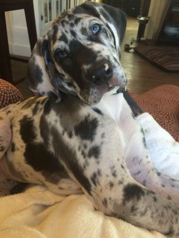 21 Foods Your Great Dane Should Never Eat - The Paws