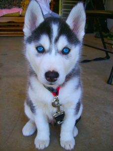 73 Dog Names That Mean Blue - The Paws