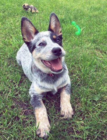 135 Male Blue Heeler Names - The Paws