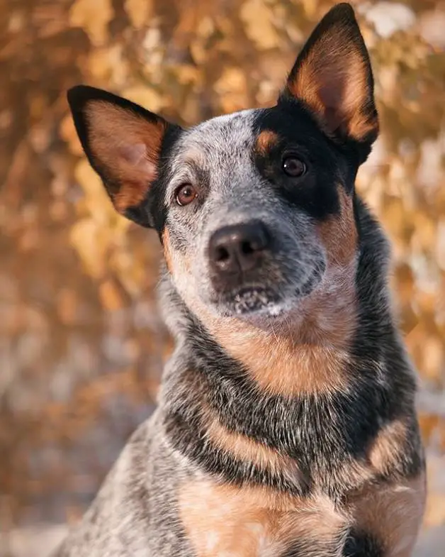 135 Male Blue Heeler Names - The Paws