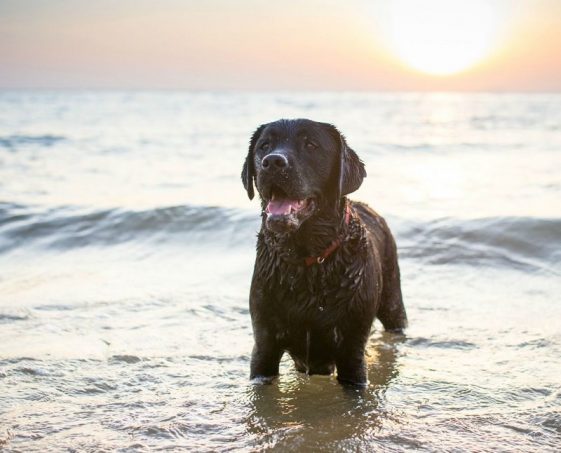 80-ocean-inspired-dog-names-the-paws