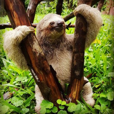 10 Amazing Facts About Sloths – Page 2 – The Paws