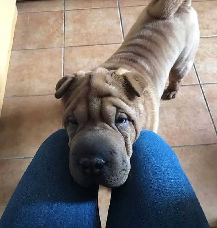 14 Reasons Shar Pei Are The Worst Indoor Dog Breed Of All Time - The Paws