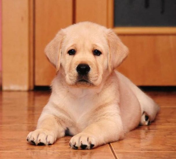 70 Stereotypical Dog Names The Paws
