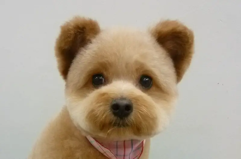 teddy dog name