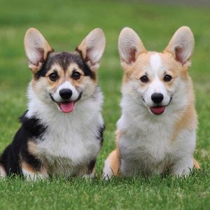 230 Twin Dog Names - The Paws