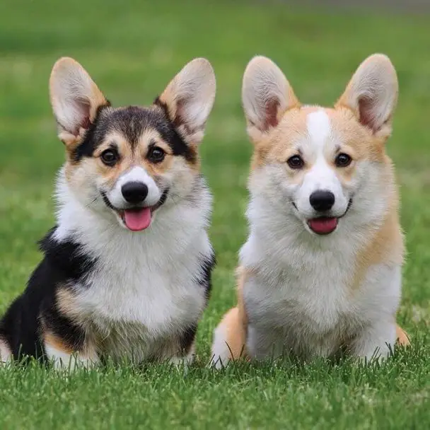 230-twin-dog-names-the-paws