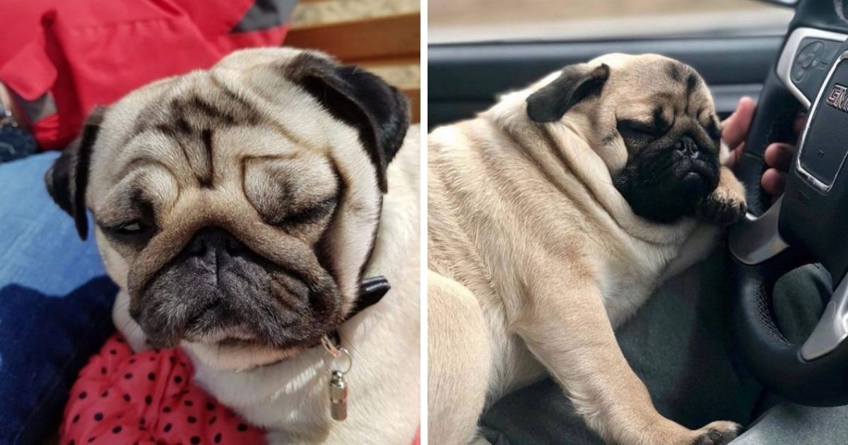 16 Pugs’ Sleeping Positions – How to Sleep Comfortably - The Paws