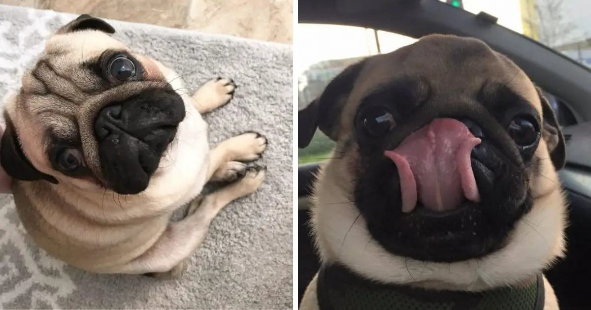 12 Things You Wish You Knew Before Getting a Pug - The Paws