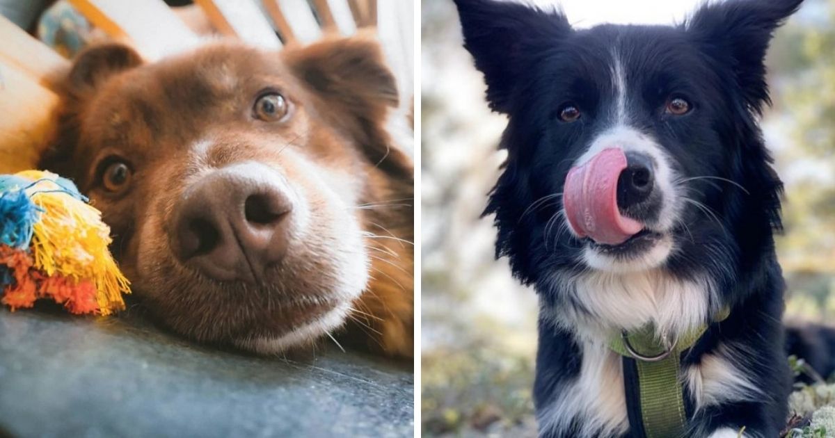 how to tire out my border collie