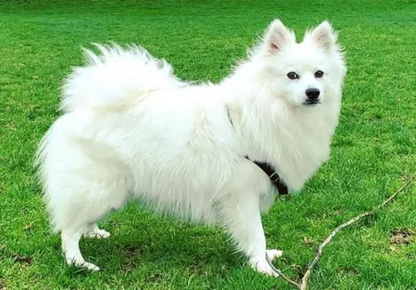 200 American Eskimo Dog Names - The Paws