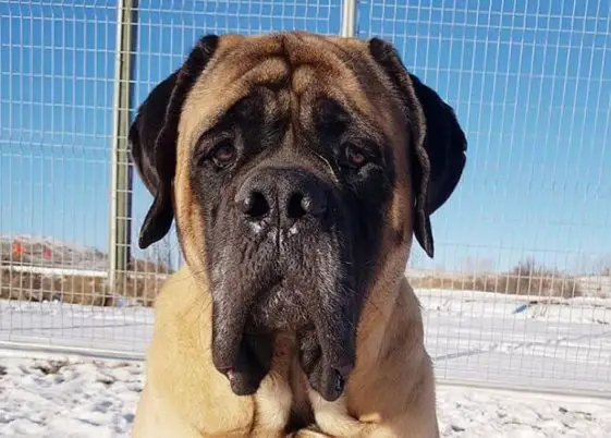 100-best-dog-names-for-male-mastiff-big-dog-names-the-paws