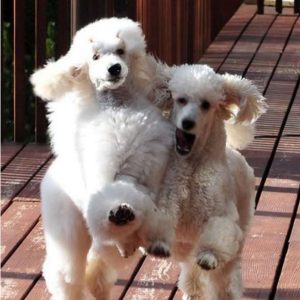 14 Reasons Poodles Are The Worst Indoor Dog Breed Of All Time