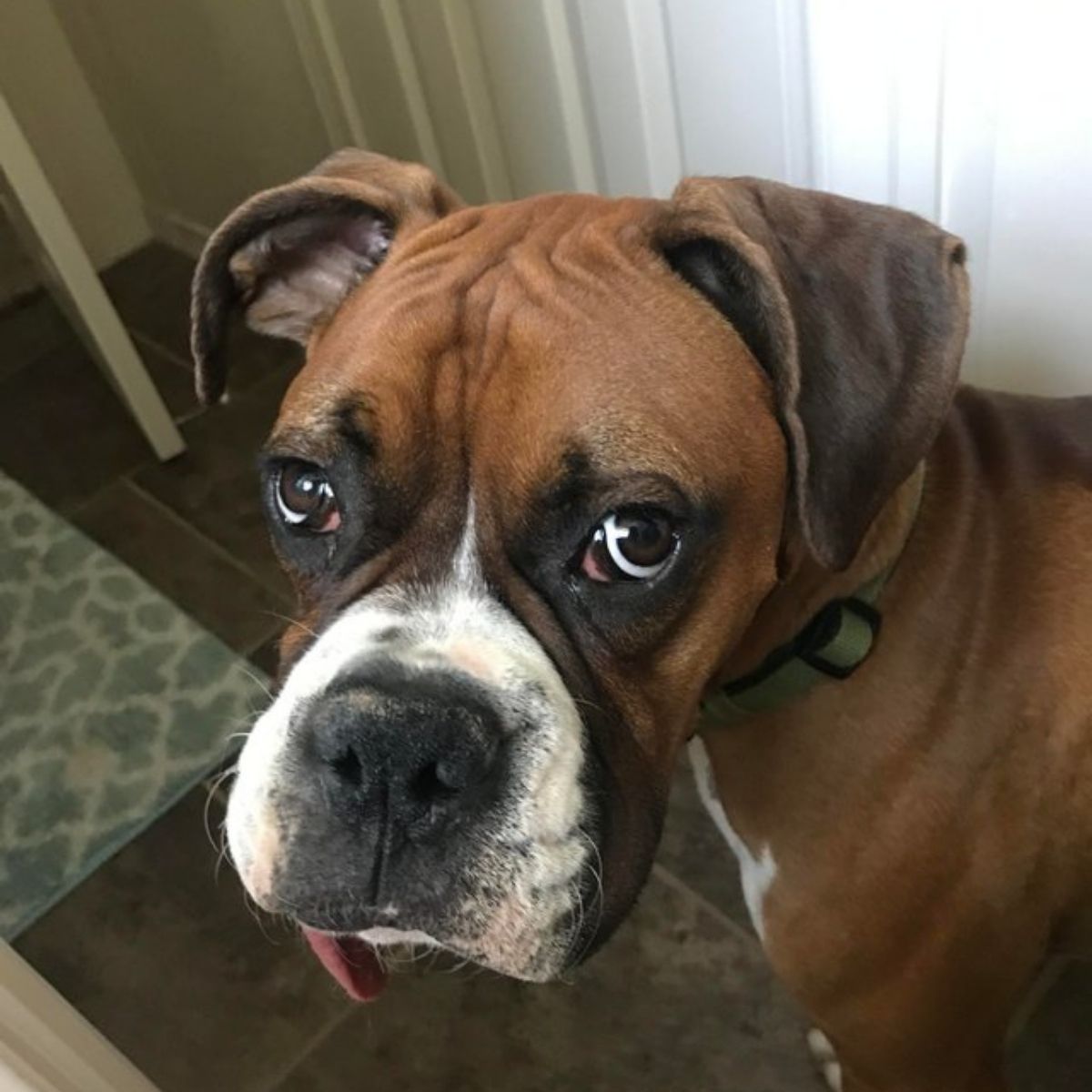 16 Of The Worst Things About Having A Boxer Dog - The Paws