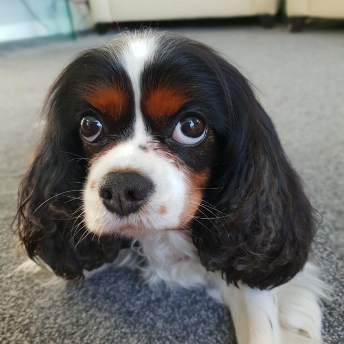 12 Reasons Why King Charles Spaniels Are The Worst Dogs To Live With ...