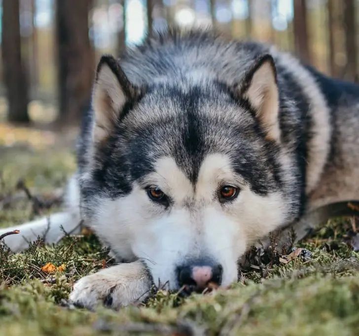 50 Native American (Indian) Dog Names - The Paws