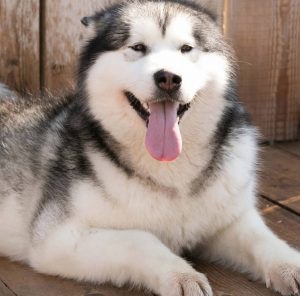 50 Native American (Indian) Dog Names - The Paws