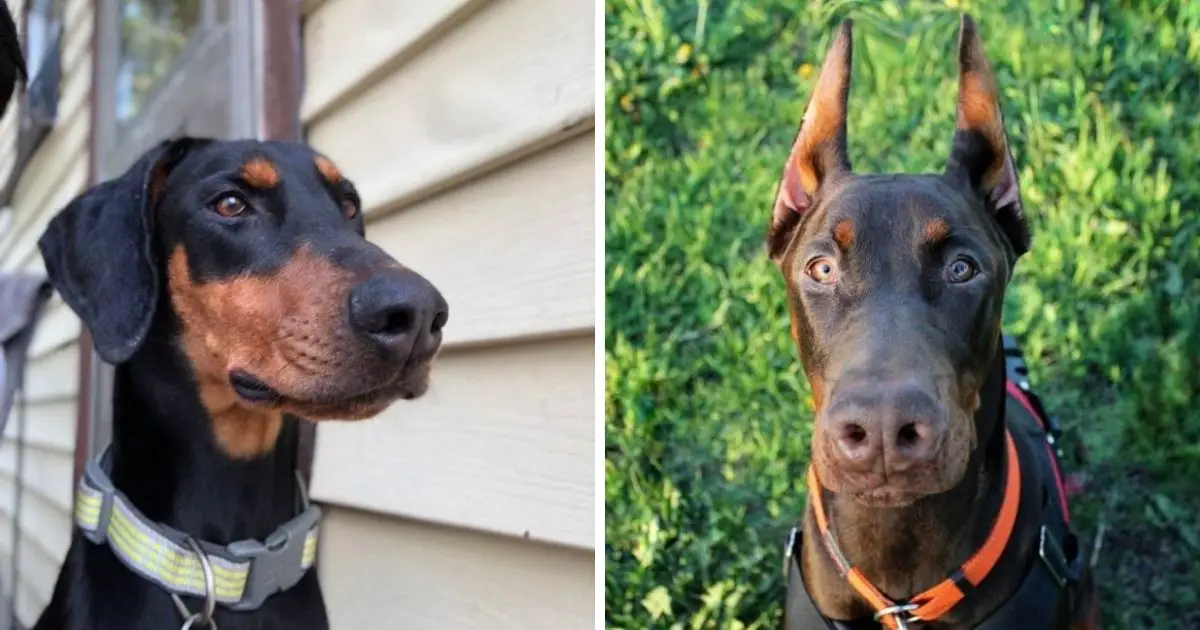 what to know before getting a doberman