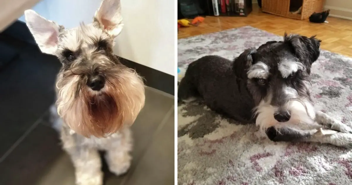 12 Things You Should Know Before Owning a Schnauzer - The Paws