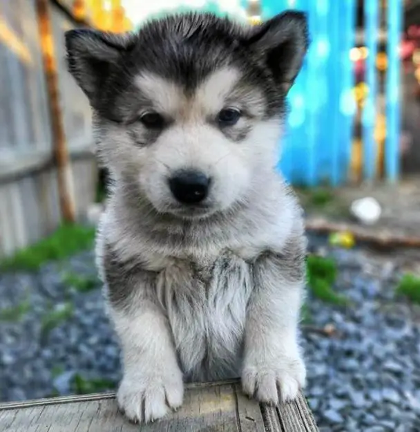 160 Perfect Alaskan Dog Names for Your New Puppy - The Paws