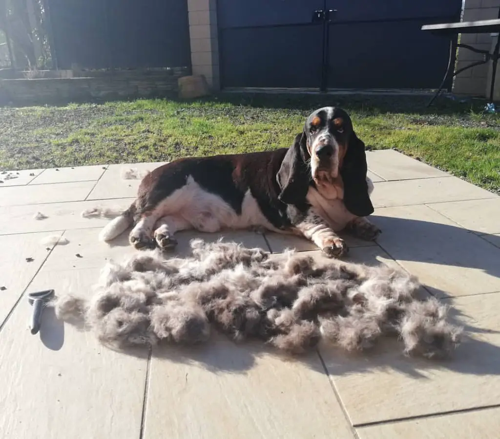 basset hound shedding a lot