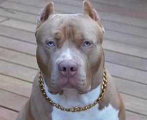 Top Pit Bull Names: 120+ Cool Names for Female Pit Bulls - The Paws