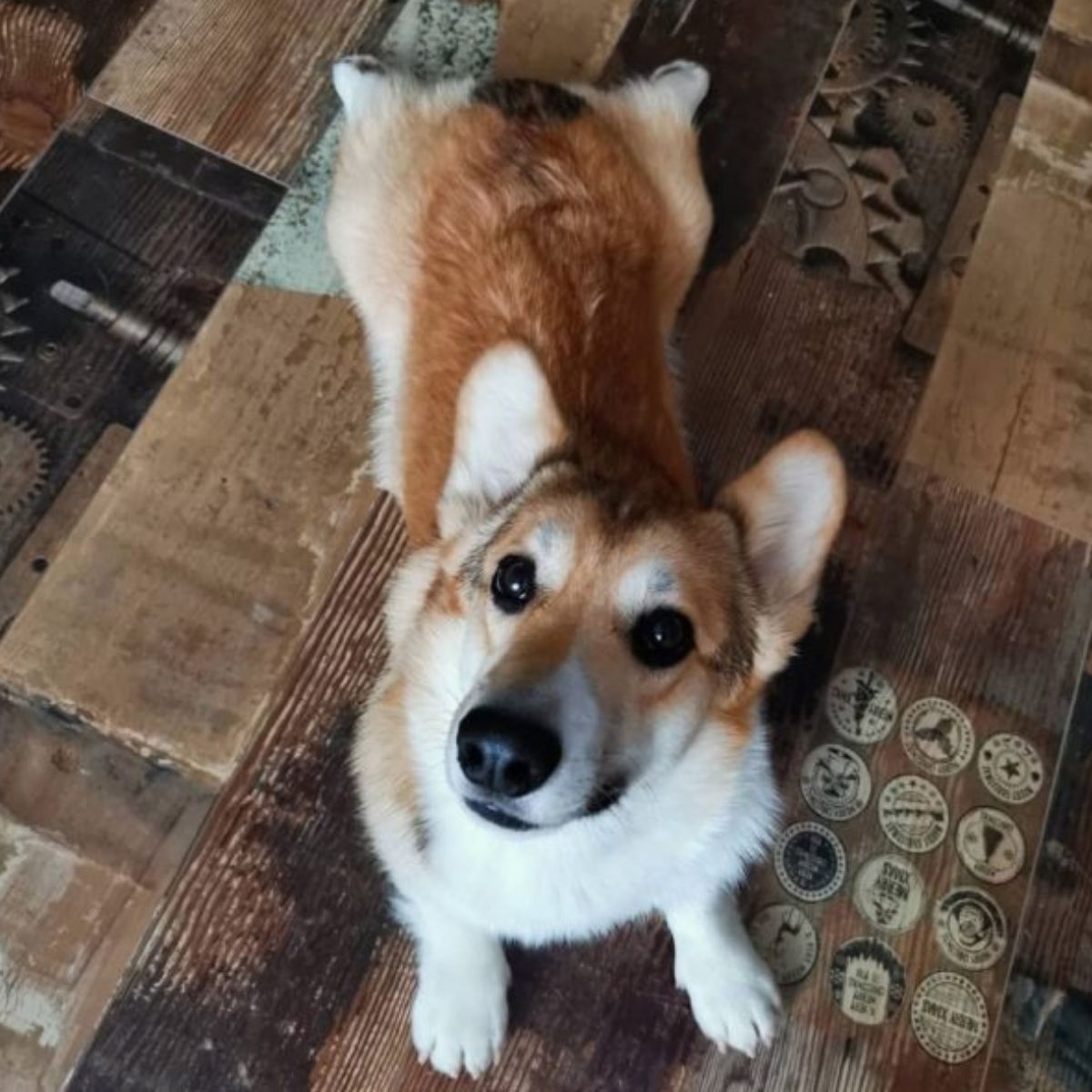 12 Signs That Your Corgi Is Talking To You - The Paws